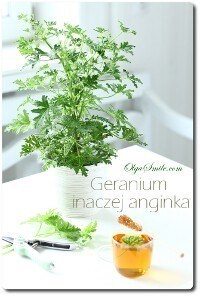 Geranium anginka